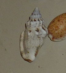 Canarium labiatum