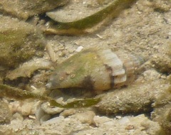 Canarium urceus