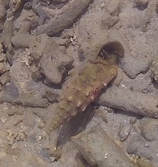 Pseudovertagus aluco