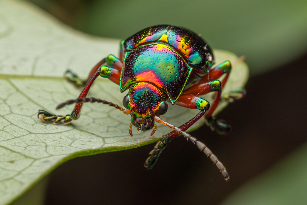 Spilopyra