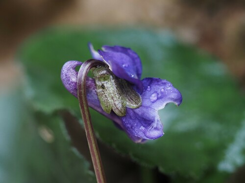 White violet (Viola alba)
