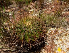 Ferocactus histrix