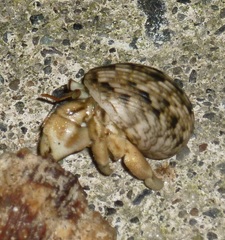 Nerita undata
