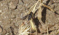 Anthrax plurinotus