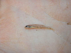 Etheostoma chlorosoma