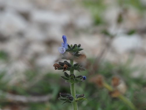 Image of Salvia clandestina by (c) Louis Aureglia, some rights reserved (CC BY)