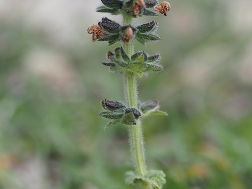 Image of Salvia clandestina by (c) Louis Aureglia, some rights reserved (CC BY)