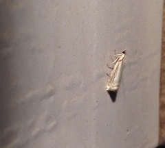 Crambus albellus