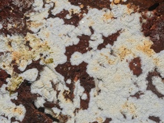 Dentipellicula leptodon