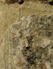 Microcrambus elegans