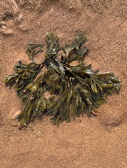 Fucus spiralis