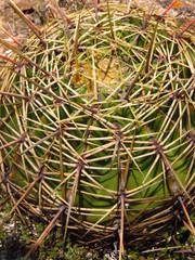 Ferocactus histrix