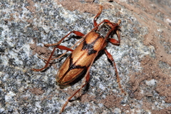 Phymatioderus bizonatus