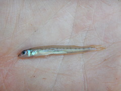 Ammocrypta vivax