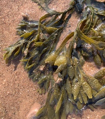 Fucus spiralis