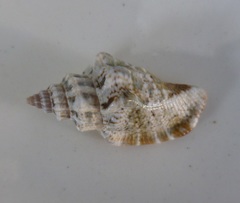 Canarium labiatum