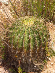 Ferocactus histrix