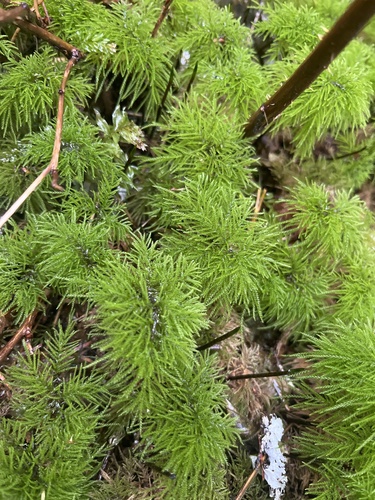 Pleuroziopsis ruthenica