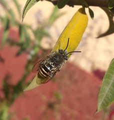 Anthophora marginata
