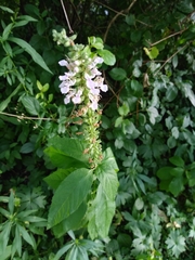 Teucrium canadense