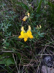 Lotus corniculatus