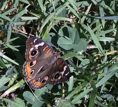 Junonia coenia coenia