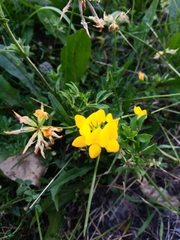Lotus corniculatus