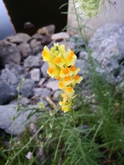 Linaria vulgaris