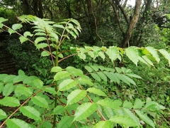 Zanthoxylum rhetsa