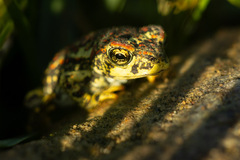 Atacama Toad photo 5