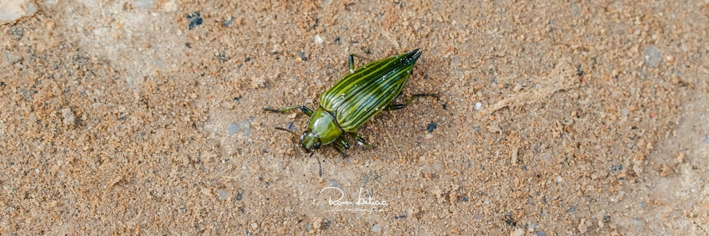 Blapida striatipennis