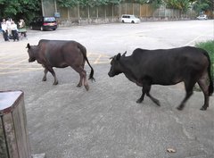 Bos
