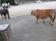 Bos