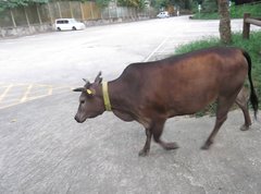 Bos