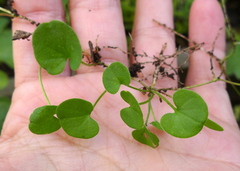 Dichondra repens