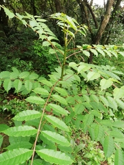 Zanthoxylum rhetsa