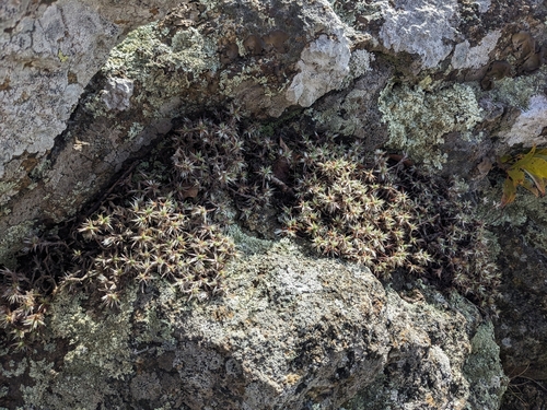 Image of Paronychia argyrocoma by (c) Alaina Krakowiak, some rights reserved (CC BY)
