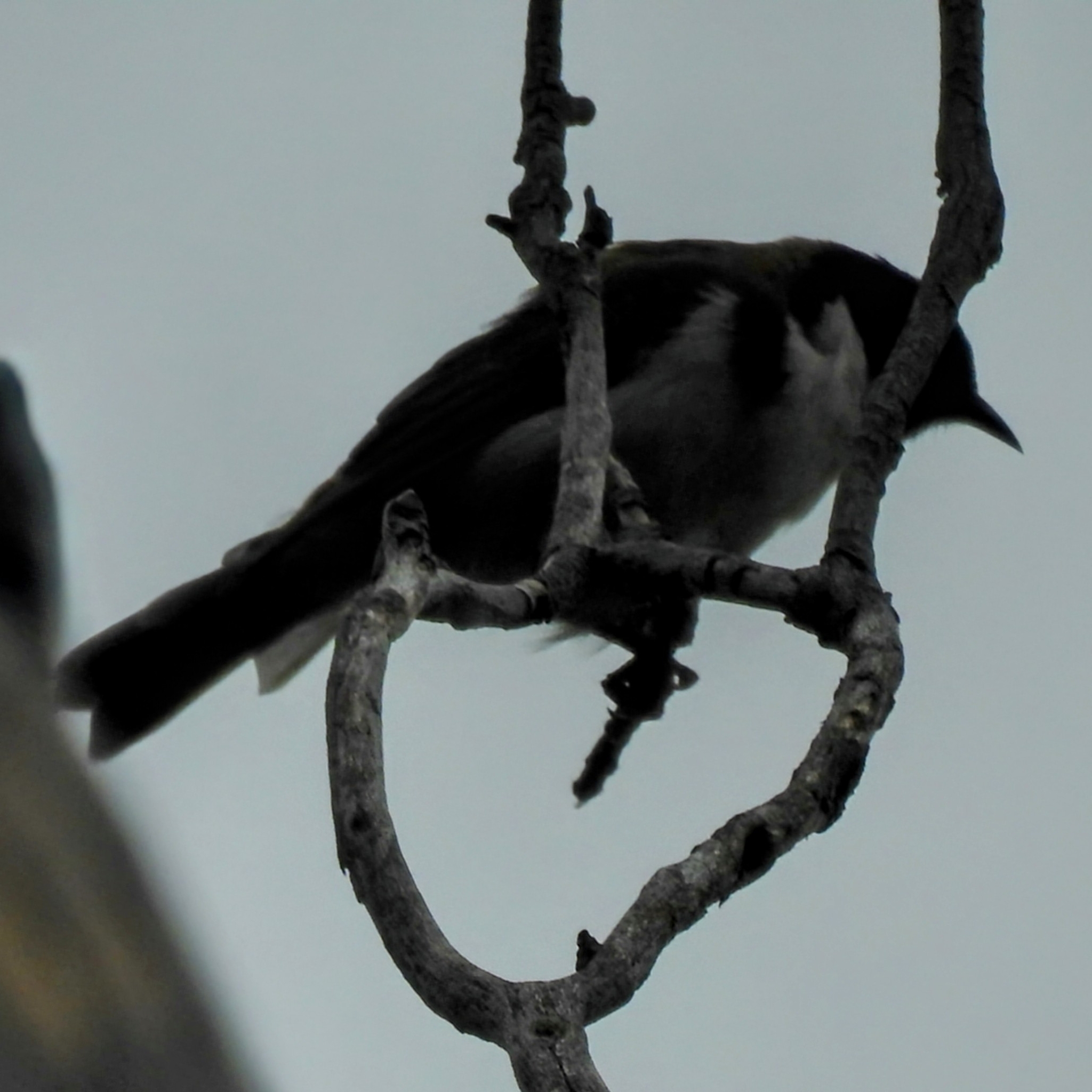 Black-headed Honeyeater (Melithreptus affinis), photo 9
