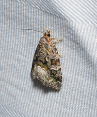 Protodeltote muscosula