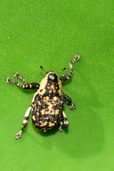 Peltophorus polymitus