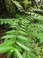 Zanthoxylum rhetsa