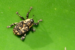Peltophorus polymitus