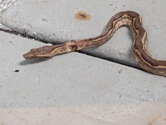 Palau Bevel-Nosed Boa photo 3
