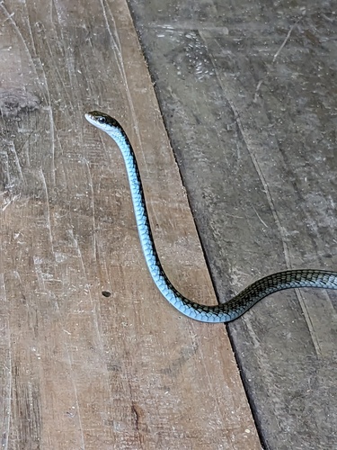 Palau Tree Snake