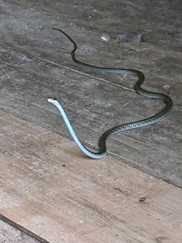 Palau Tree Snake