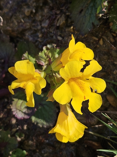 Image of Erythranthe grandis by no rights reserved
