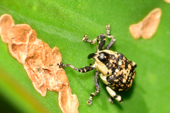 Peltophorus polymitus