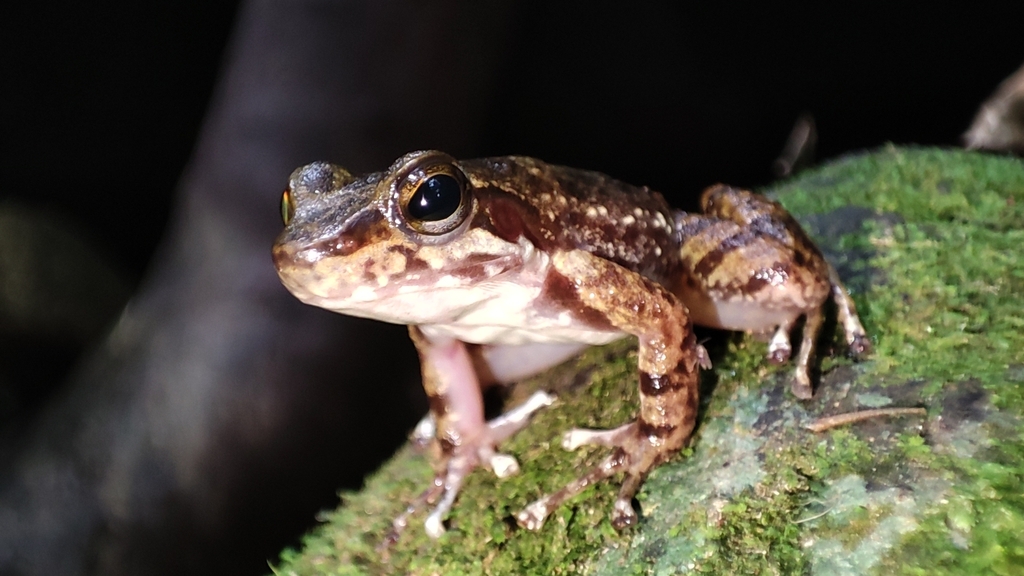 Santa Catarina Tree Toad