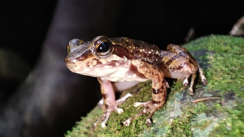Santa Catarina Tree Toad, Hylodes nasus