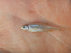 Notropis buchanani